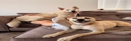Mixed Breed dogs for adoption: ❤️🐶 STELLA – A BEAUTIFUL GIRL WHO NEEDS COMPANY in Stirling - Advert 12