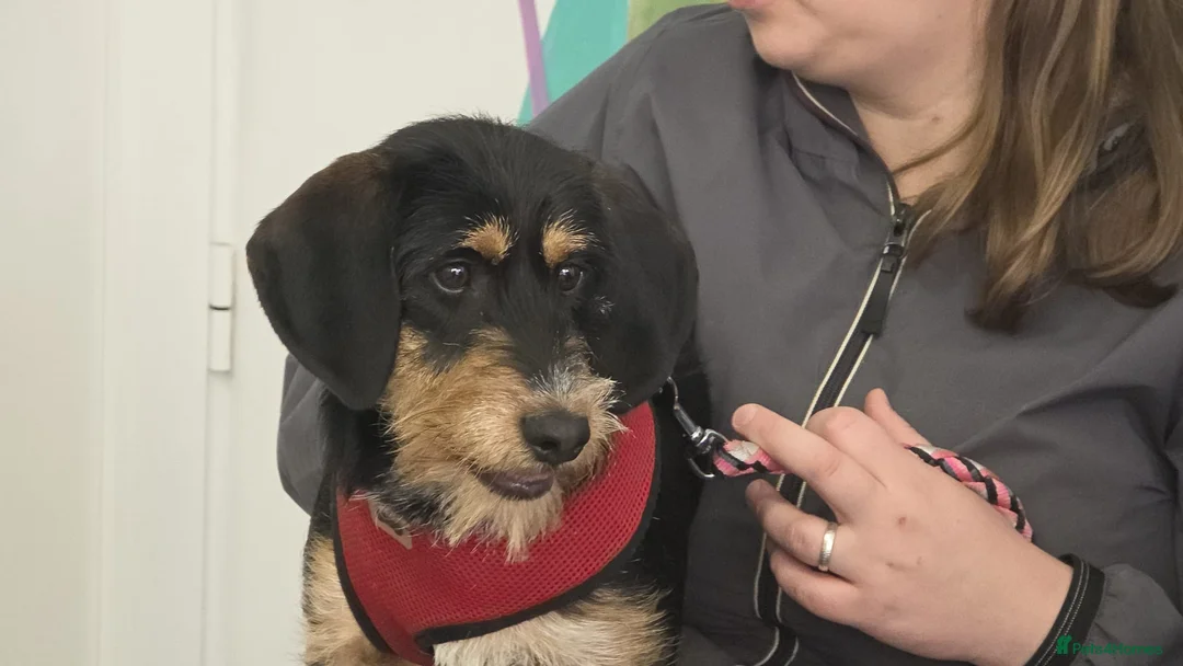 Mixed Breed dogs for adoption: Betsy - a gorgeous wirehaired girl in Matlock - Advert 6