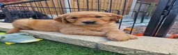 Golden Retriever dogs for sale: Stunning dark golden retriever puppies for sale - Advert 27