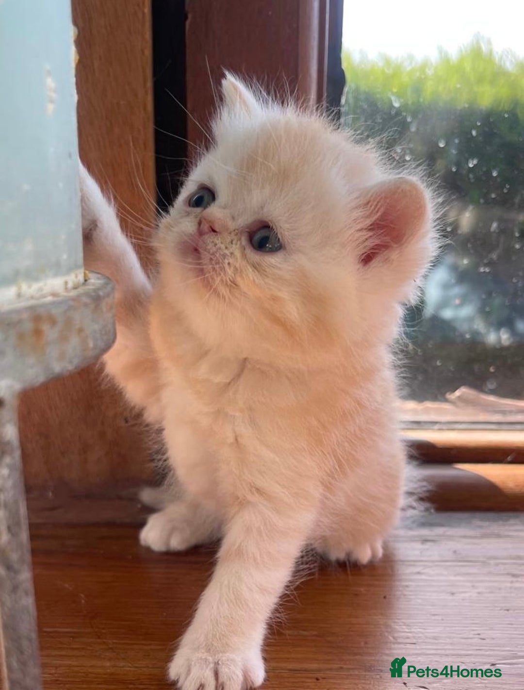 Exotic cats for sale: Exotic pedigree kittens  - Image 22
