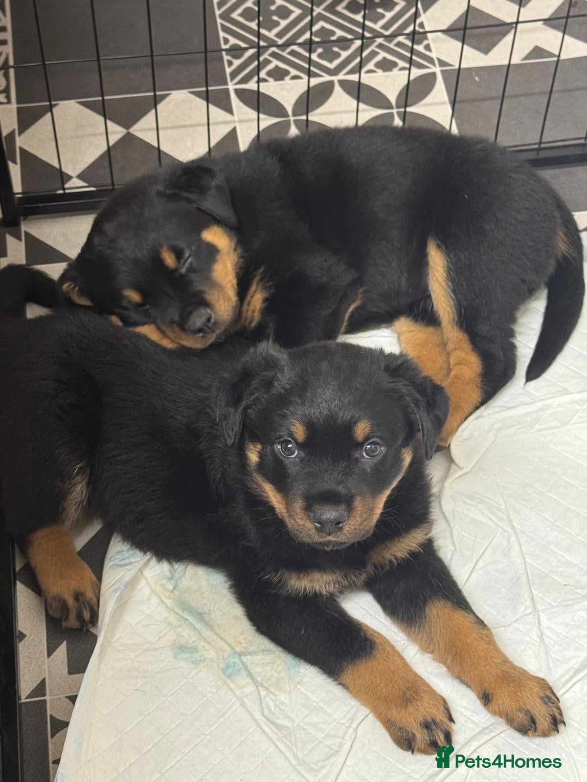 Rottweiler dogs Ready at the weekend! 2 Beautiful Chunky Rotties! - Advert 10