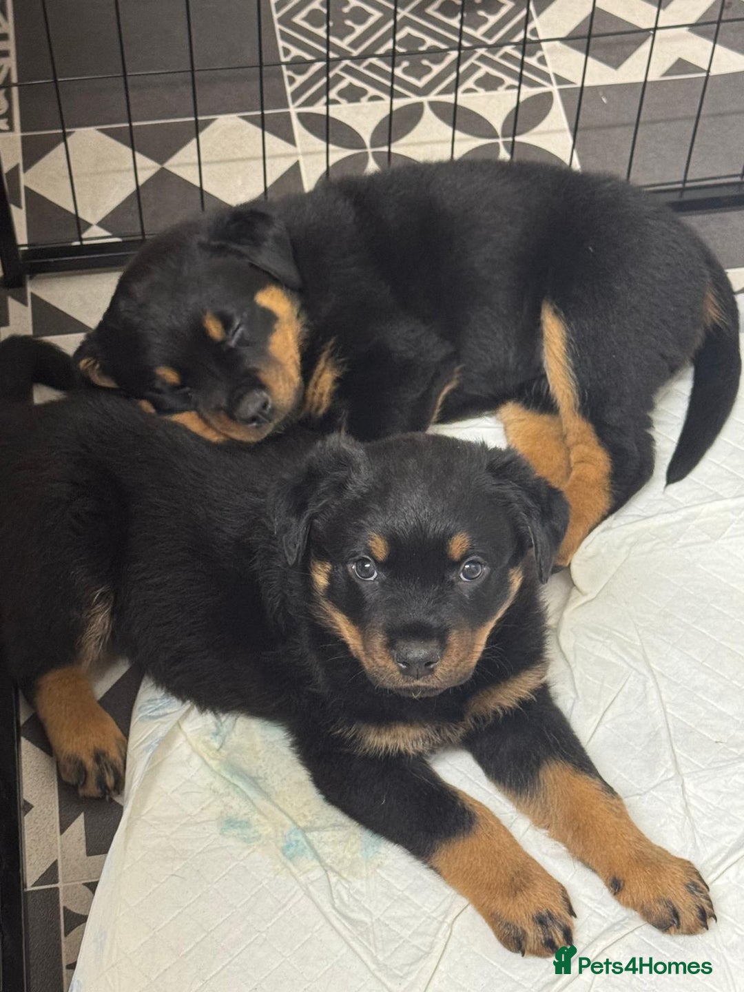Rottweiler dogs for sale: 2 Beautiful Chunky Rottie pups - Advert 2