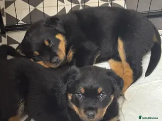 Rottweiler dogs Ready at the weekend! 2 Beautiful Chunky Rotties! - Advert 10