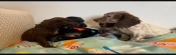 Cocker Spaniel dogs for sale: Cocker spaniel puppies - Advert 5