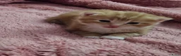 Domestic Shorthair cats for sale: 2 kittens for sale. in Sheffield - Advert 20