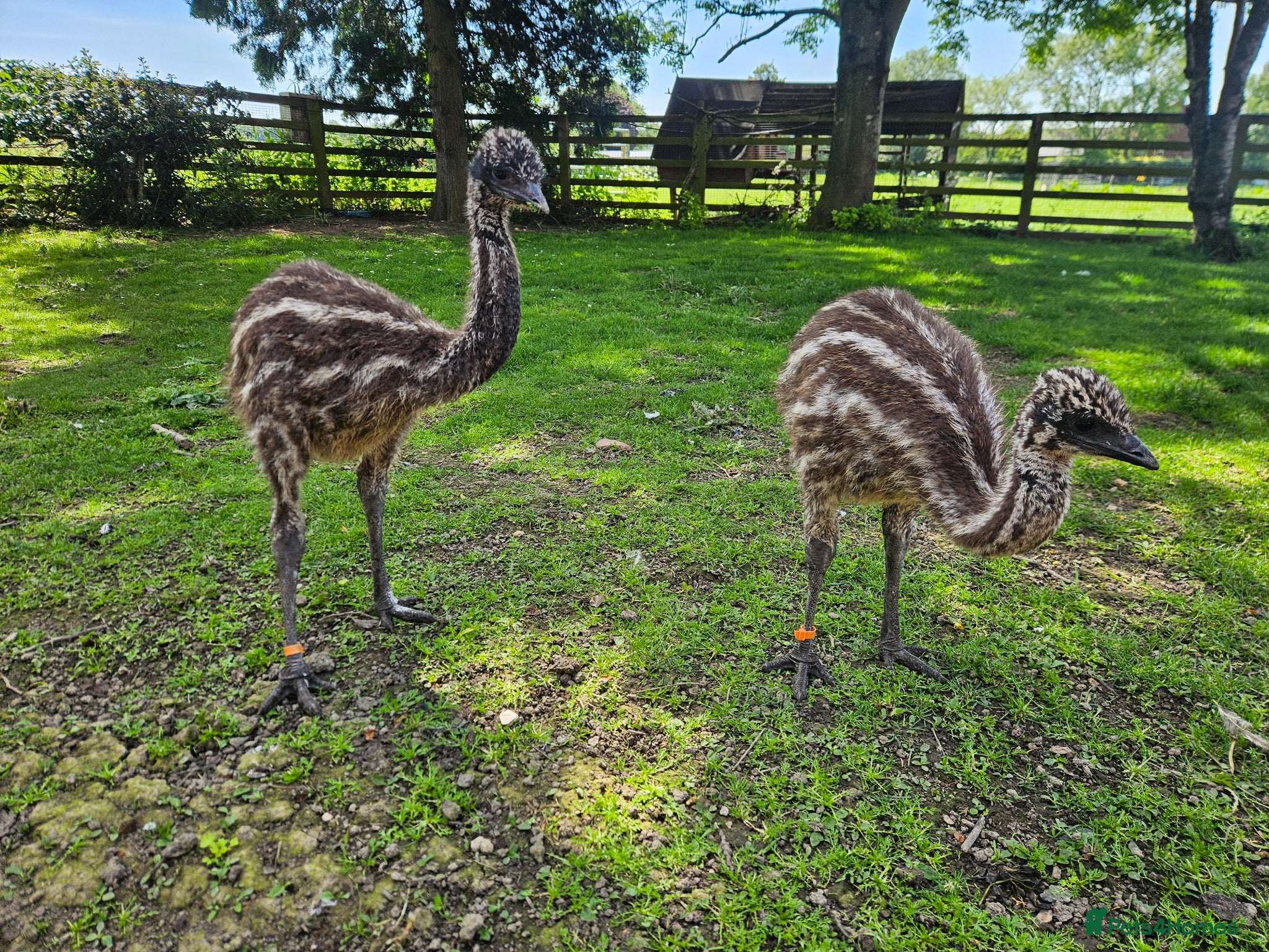 Emus poultry Pair of Female Emu Chicks – DNA Sexed - Advert 1