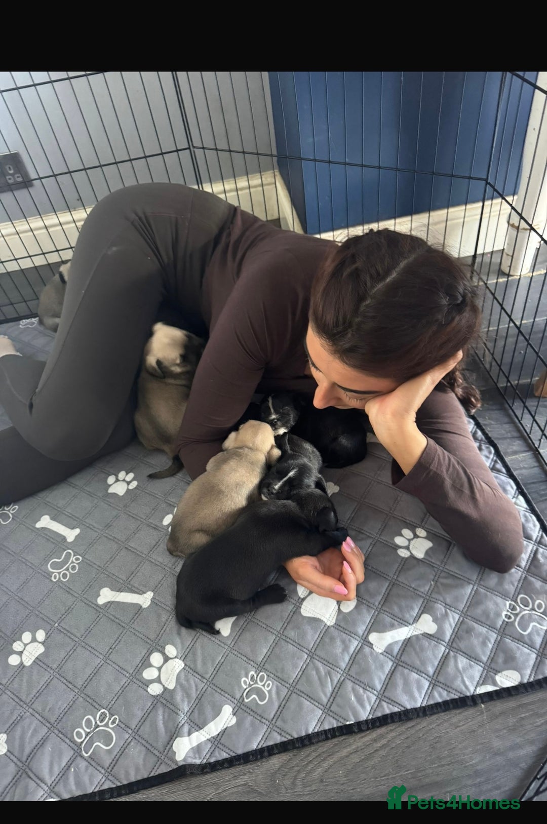 Mixed Breed dogs for sale: Ready Now!! British Bulldog x Miniature Schnauzer  - Image 5