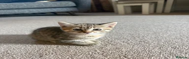 Tabby 2