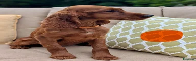 Irish Setter 7