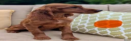 Irish Setter dogs for sale: Kennel Club Irish Setter Puppies  - Advert 23