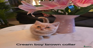 British Shorthair cats Last Cream boy looking forever home 🥰🐱🏡 - Advert 2