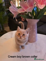 British Shorthair cats Last Cream boy looking forever home 🥰🐱🏡 - Advert 3