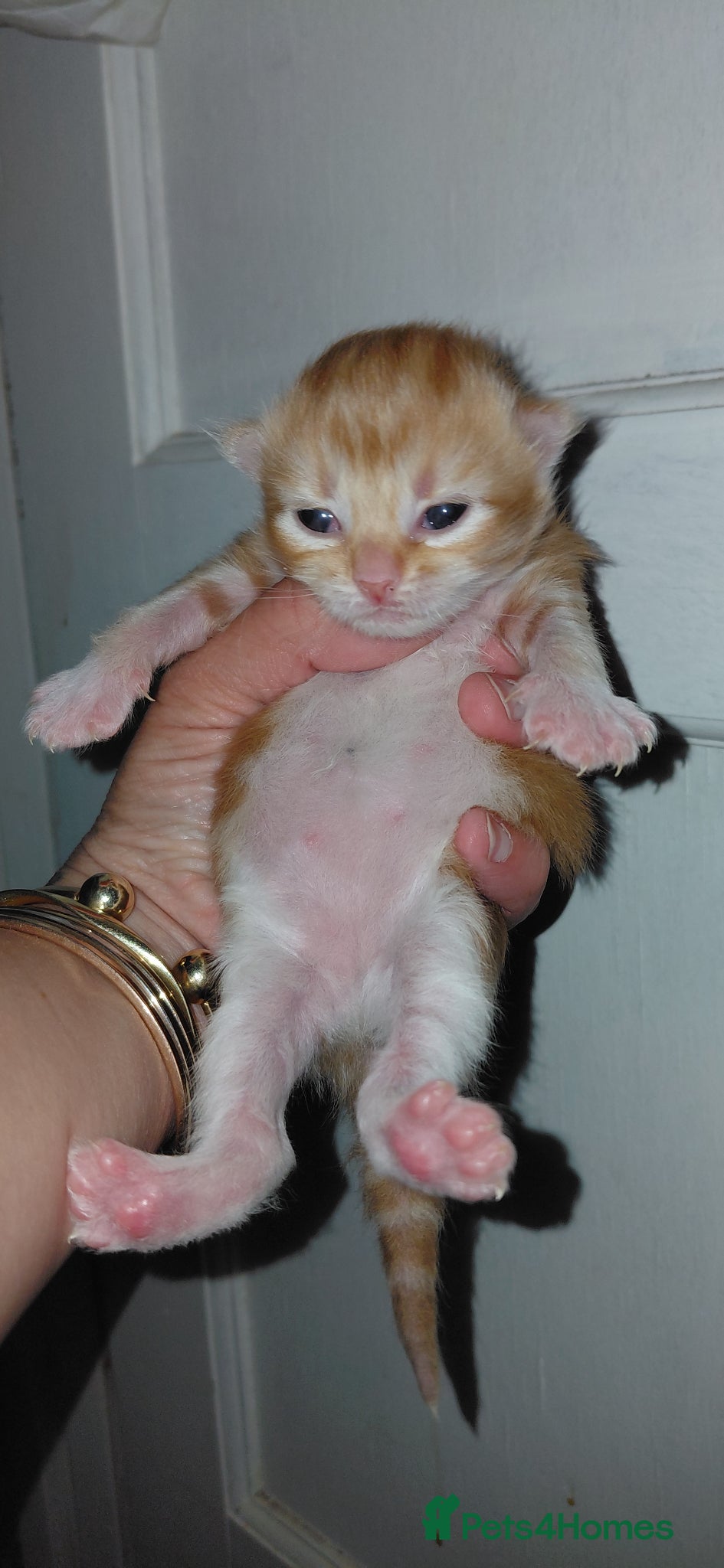 Mixed Breed cats Ginger kittens 1 of each sex - Advert 4