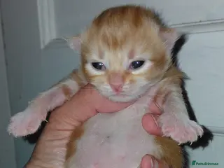 Mixed Breed cats Ginger kittens 1 of each sex - Advert 4