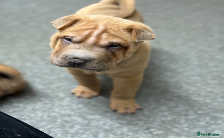 Shar Pei dogs - Advert 3