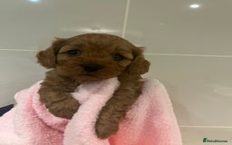 Cavapoo dogs for sale: 5⭐️ F1B Cavapoo’s - Image 17