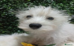 Miniature Schnauzer dogs for sale: Last beautiful boy  - Image 1