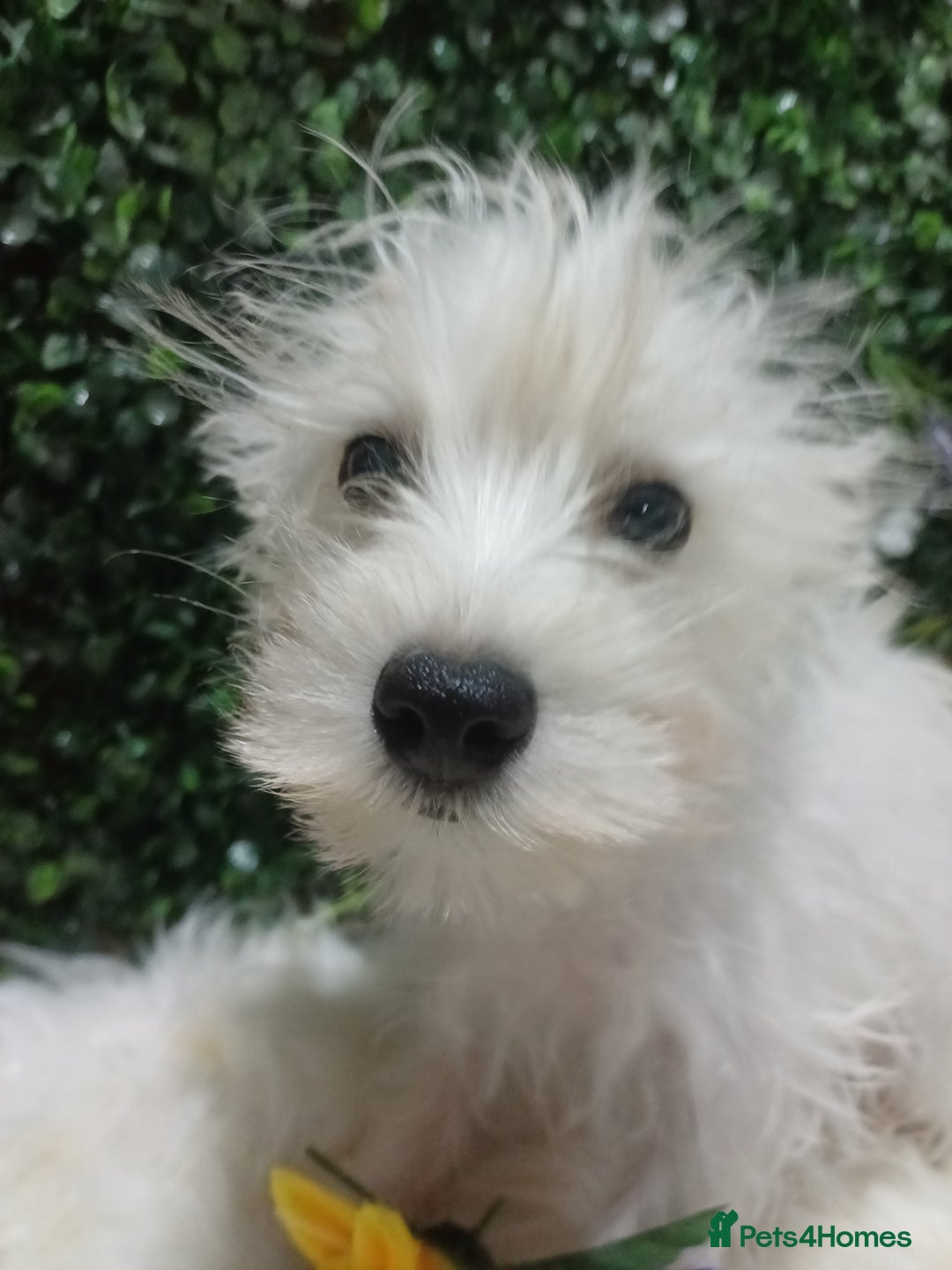 Miniature Schnauzer dogs for sale: Last beautiful boy  - Image 1