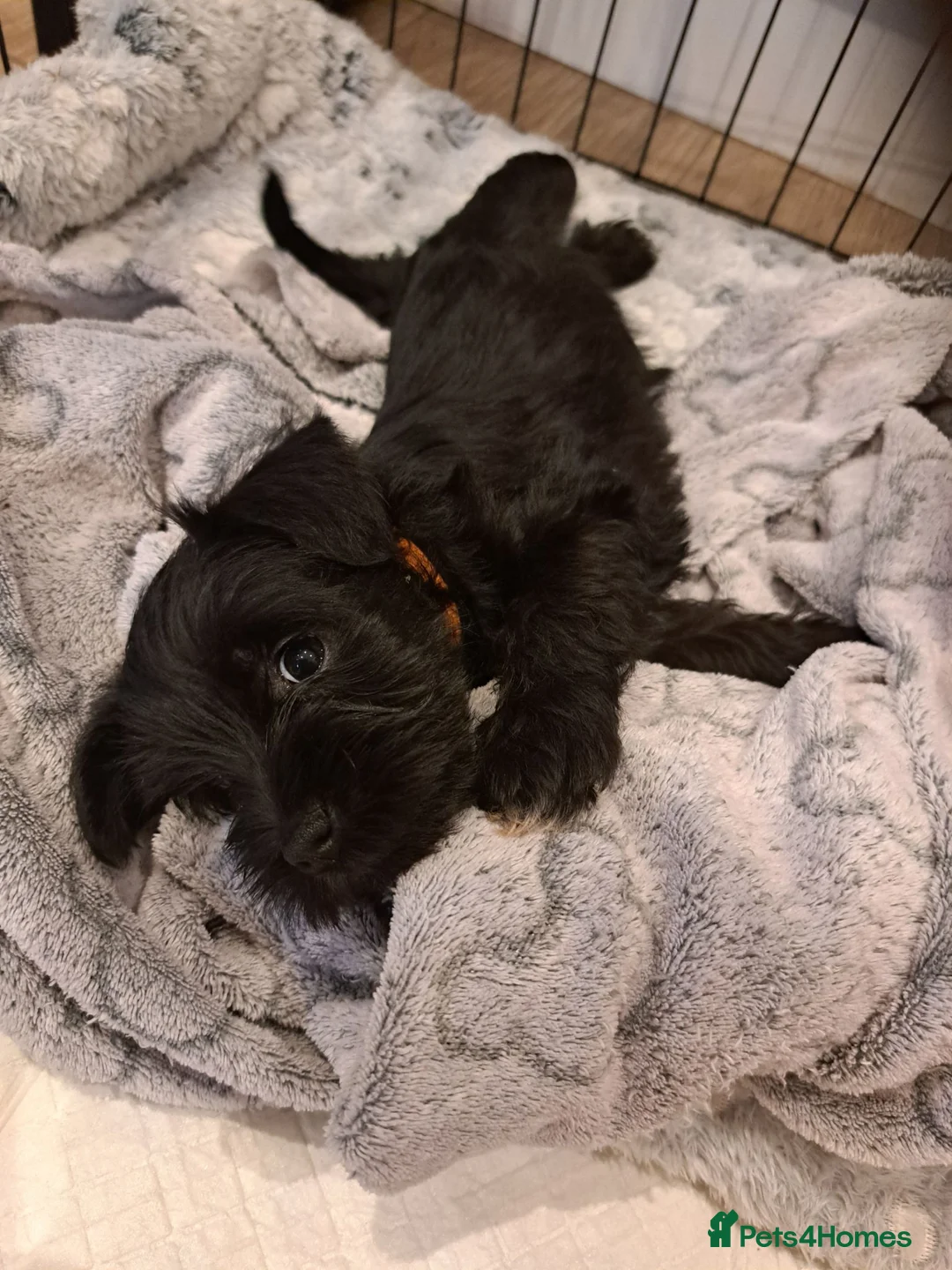 Miniature Schnauzer dogs for sale: BVA and MAC clear Beautiful Miniature schnauzers - Advert 2