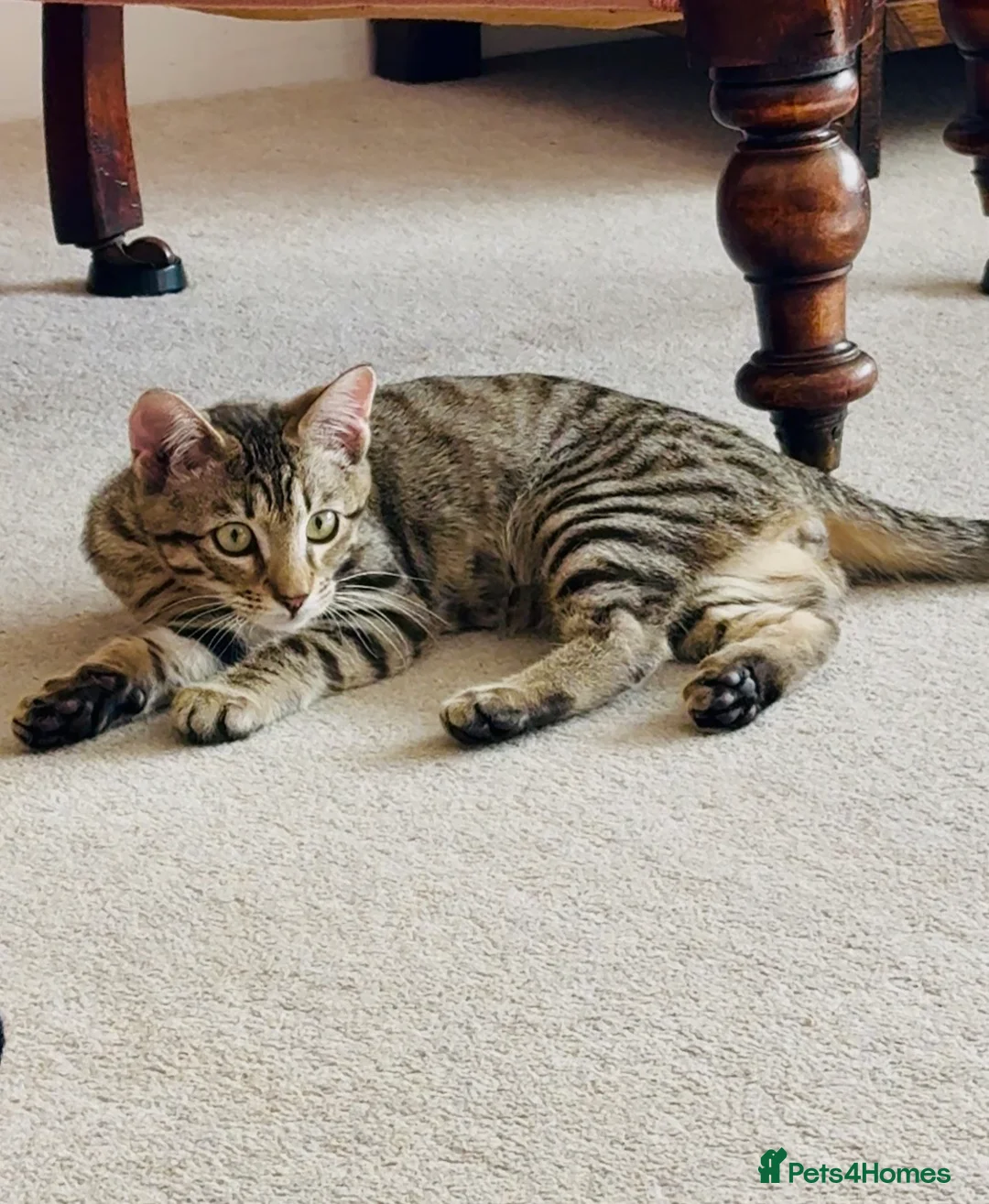 Siamese cats for sale: Stunning Bengal x Siamese kitten  - Advert 8