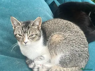 British Shorthair cats Kittens - Advert 1