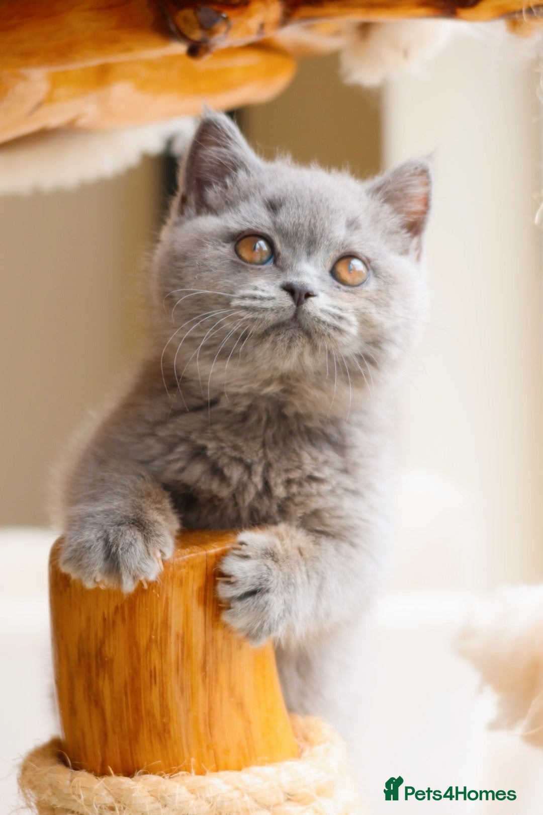 British Shorthair cats Beautiful Blue Girl Kitten - Reg & Licensed - Advert 1