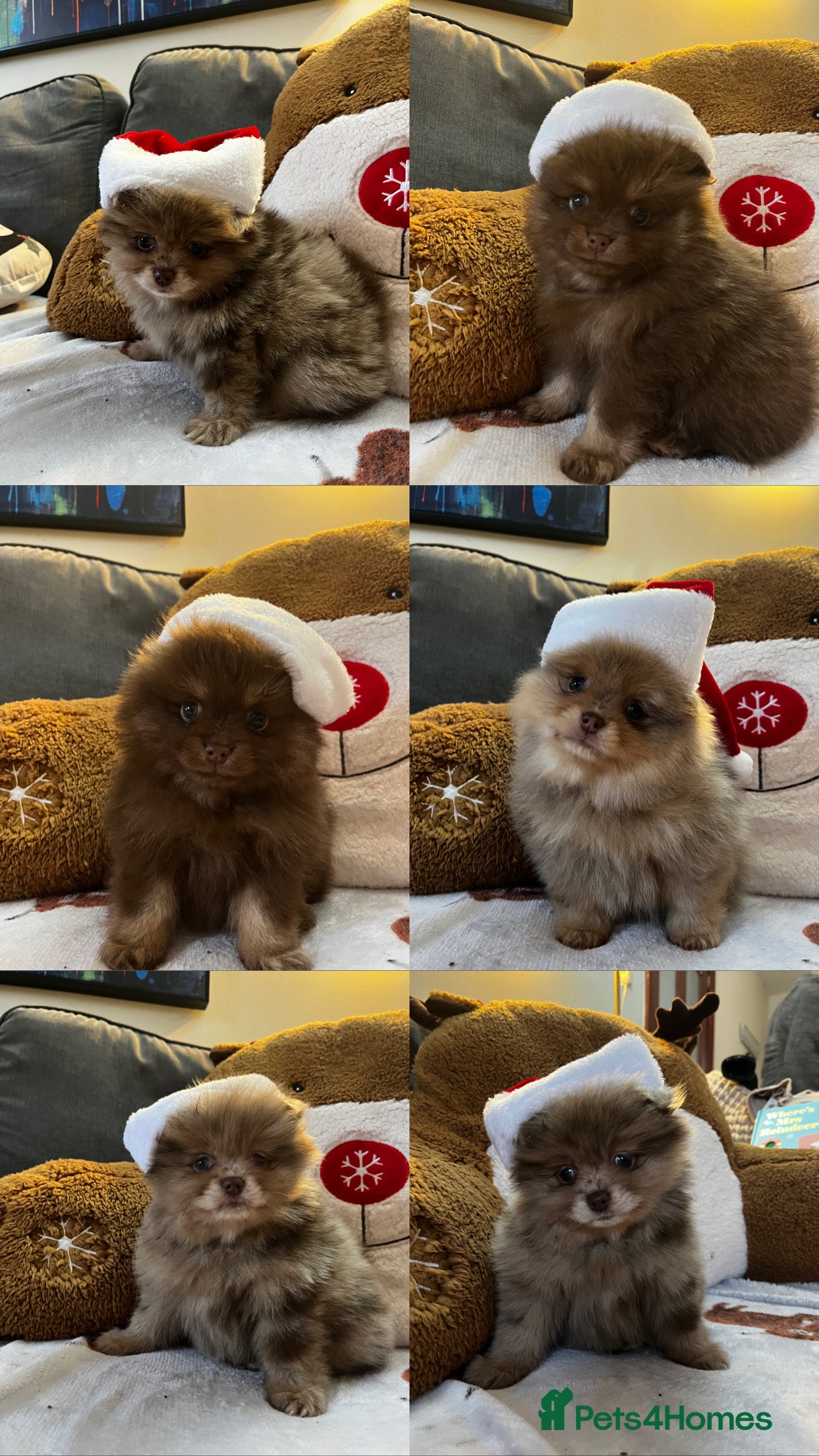 Pomeranian dogs Fluffy Pomeranian puppy’s MERLE & CHOCOLATE - Advert 12