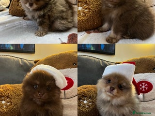 Pomeranian dogs Fluffy Pomeranian puppy’s MERLE & CHOCOLATE - Advert 12