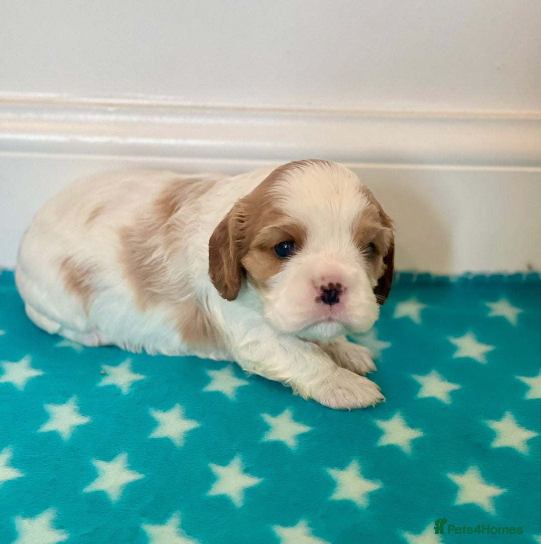 Cavalier King Charles Spaniel dogs for sale: Cavalier Pups – 0.10% COI, Health Tested, KC Reg - Image 17