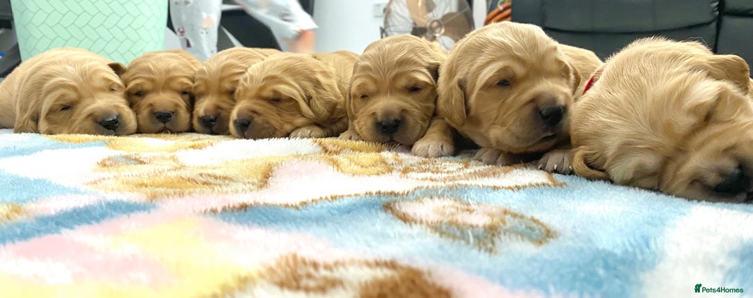Golden Retriever dogs for sale: Litter of 8 (2 males & 2 females available) - Image 8