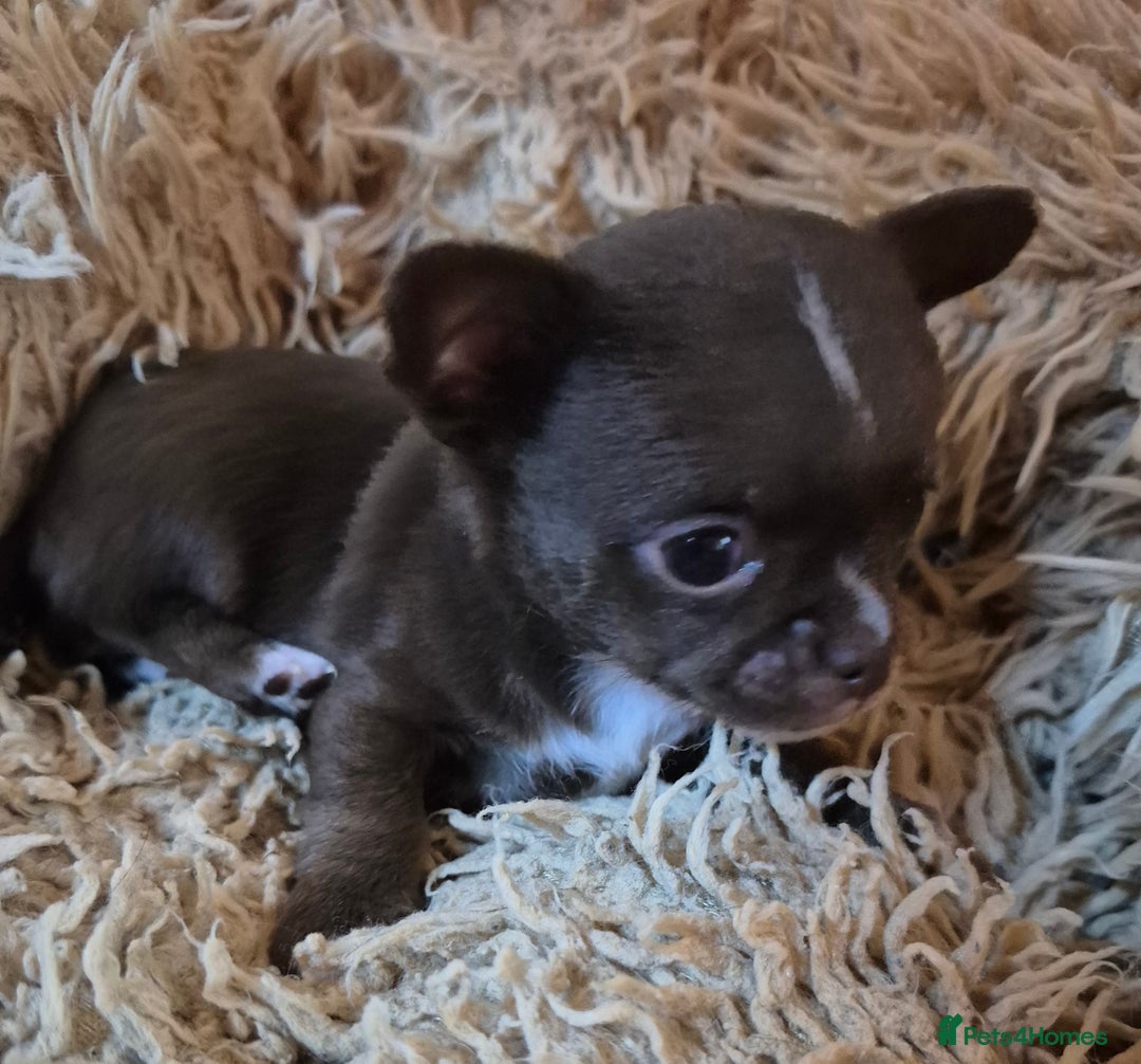 Chihuahua dogs for sale: KC chihuahua puppies  - Advert 14