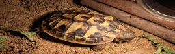 Hermann Tortoise reptiles for sale: Hermann Female tortoise  - Advert 3