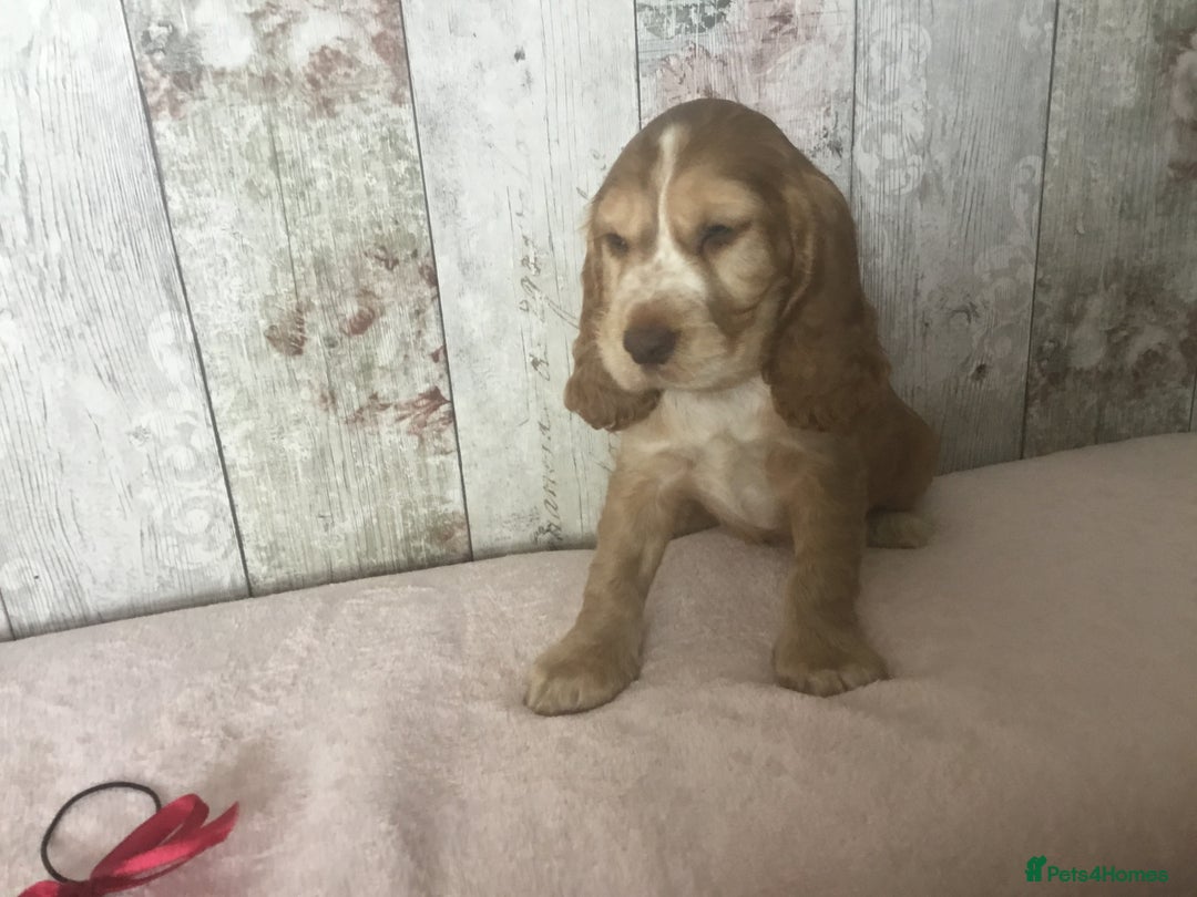Cocker Spaniel dogs for sale: Adorable Kc reg Cocker pups - Image 16