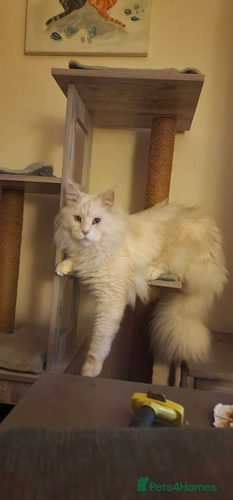 Maine Coon cats Gorgeous big boy Maine Coon  - Advert 9