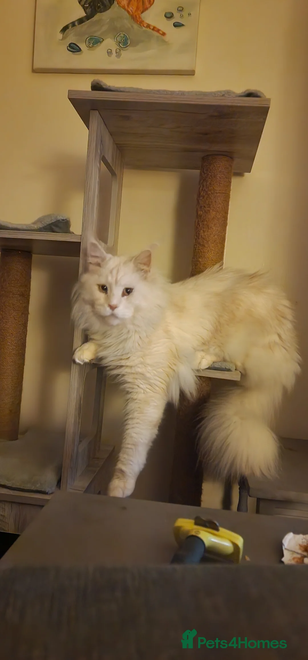 Maine Coon cats for sale: Gorgeous big boy Maine Coon  - Advert 1