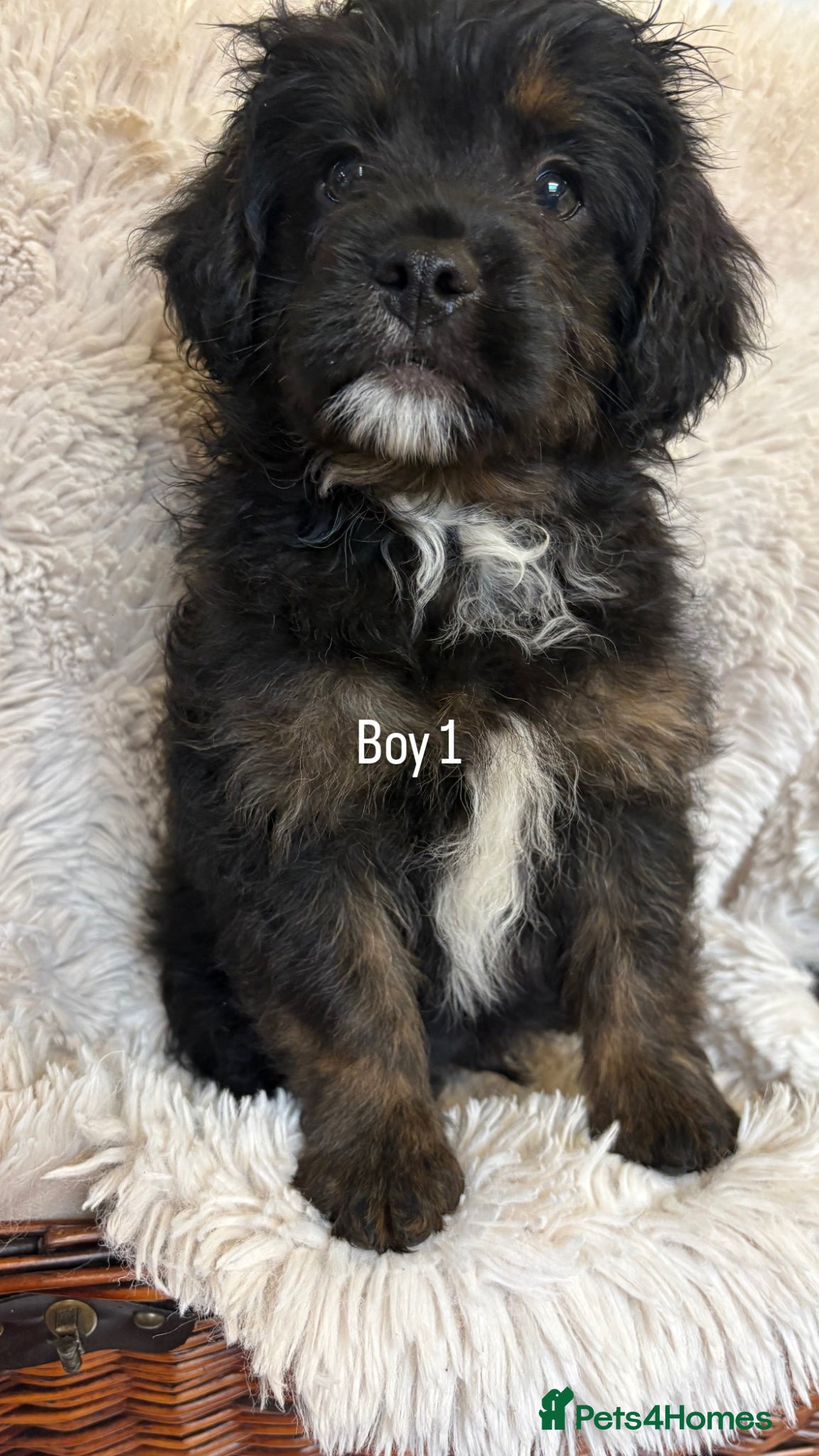 Mixed Breed dogs 2 LEFT ! FLUFFY FRENCHIES CROSS Ready to leave - Advert 5