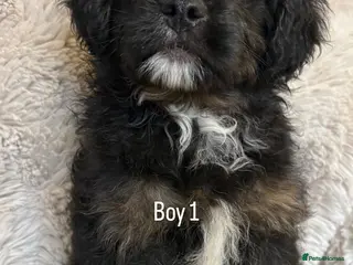 Mixed Breed dogs 2 LEFT ! FLUFFY FRENCHIES CROSS Ready to leave - Advert 5