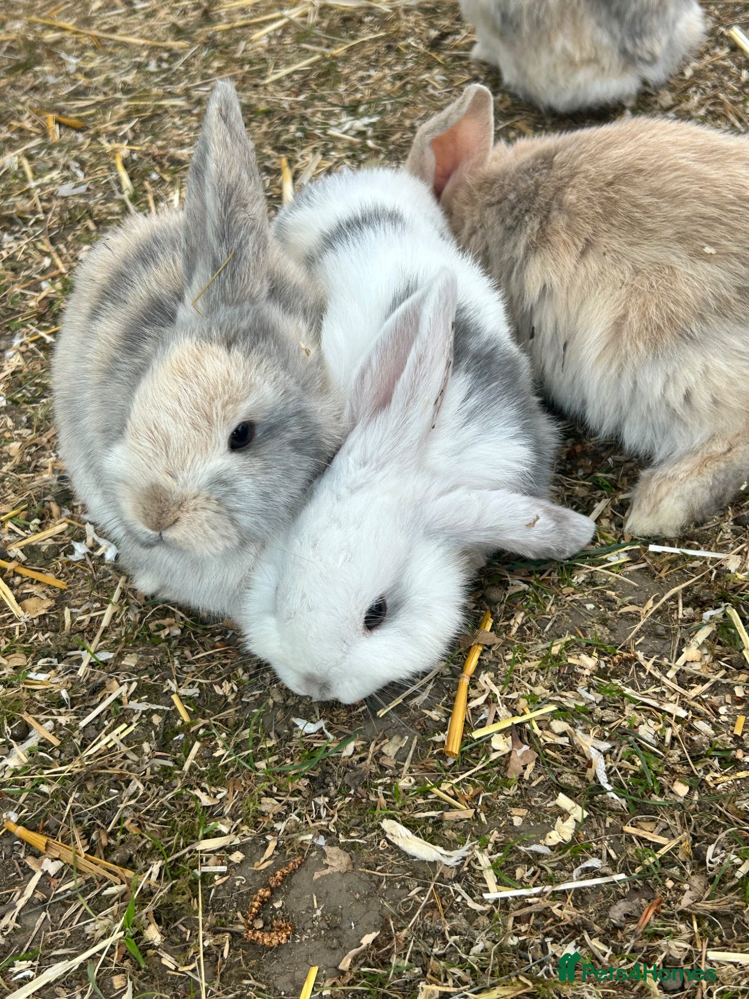 Mini Lop rabbits Mini lop rabbits x 4  - Advert 1
