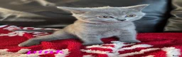 British Shorthair cats for sale: Beautiful British Shorthair kittens - Advert 10