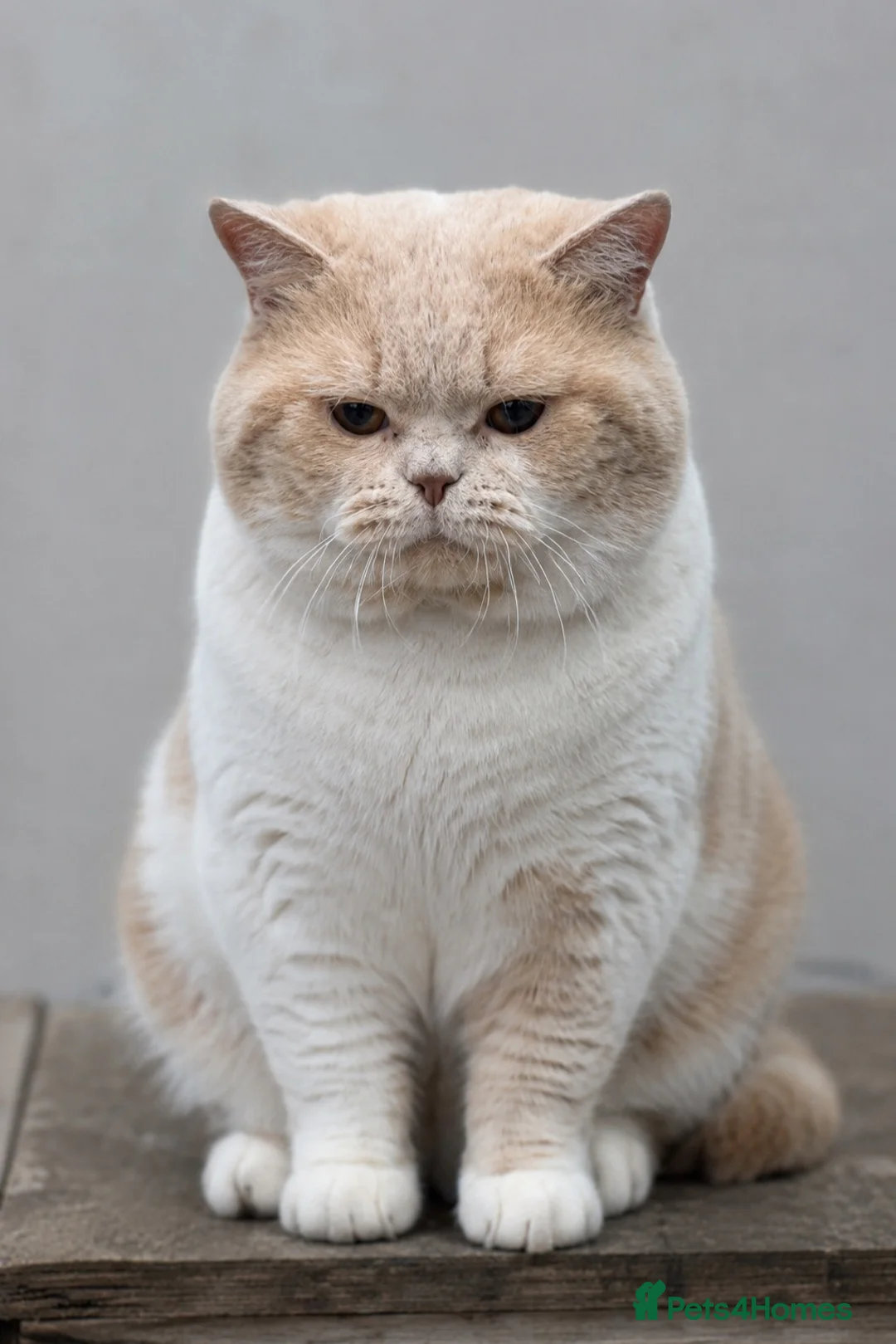 British Shorthair cats for sale: GCCF Lilac Bicolour British Shorthair Kittens - Advert 8