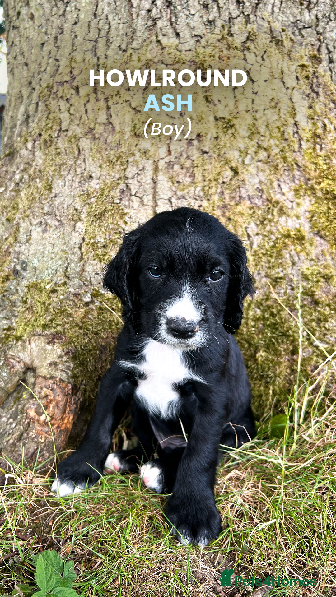 Cocker Spaniel dogs for sale: Cocker Spaniel male left KC Registered Docked  - Image 4