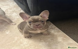 French Bulldog dogs for sale: Kc registered french bulldog puppy’s Isabella  - Image 1