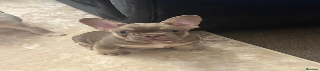 French Bulldog Puppy 2