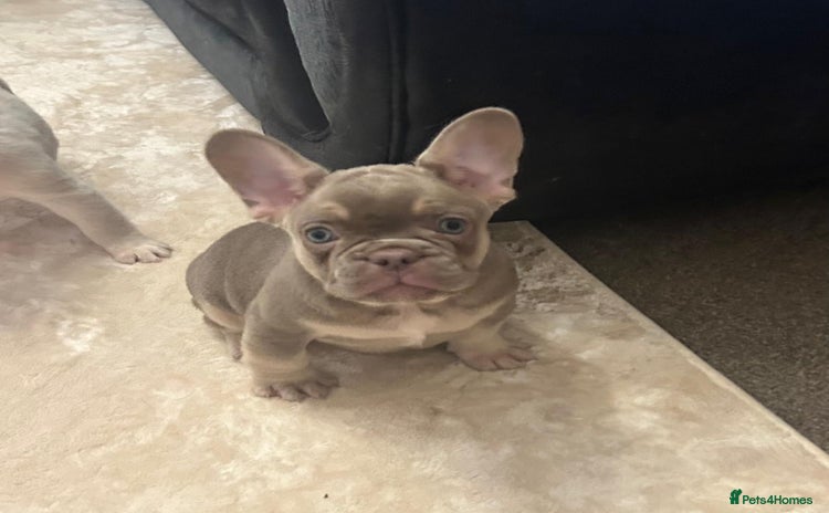 French Bulldog dogs - Advert 1