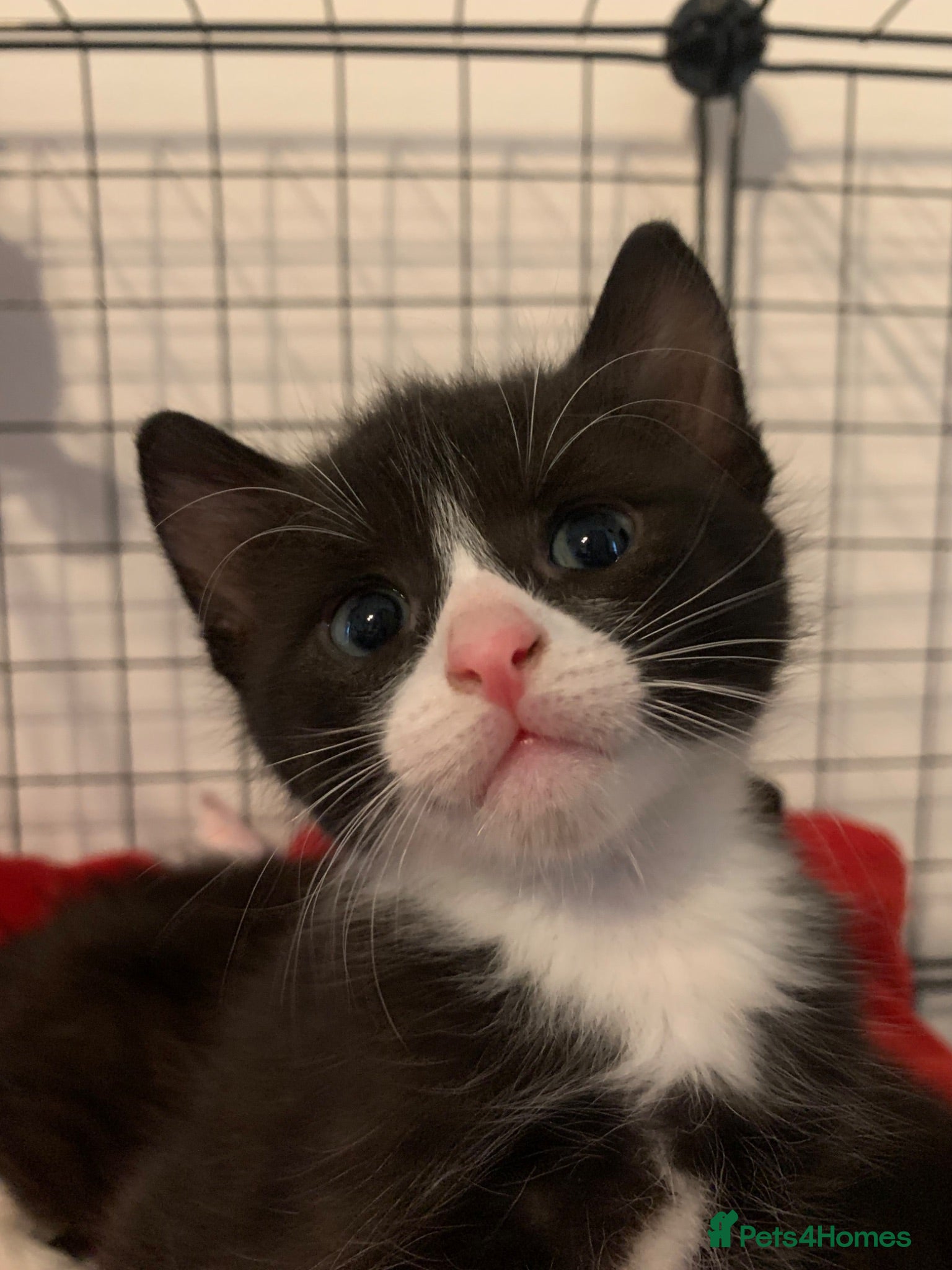 British Shorthair cats Three kittens for Sale - Advert 1