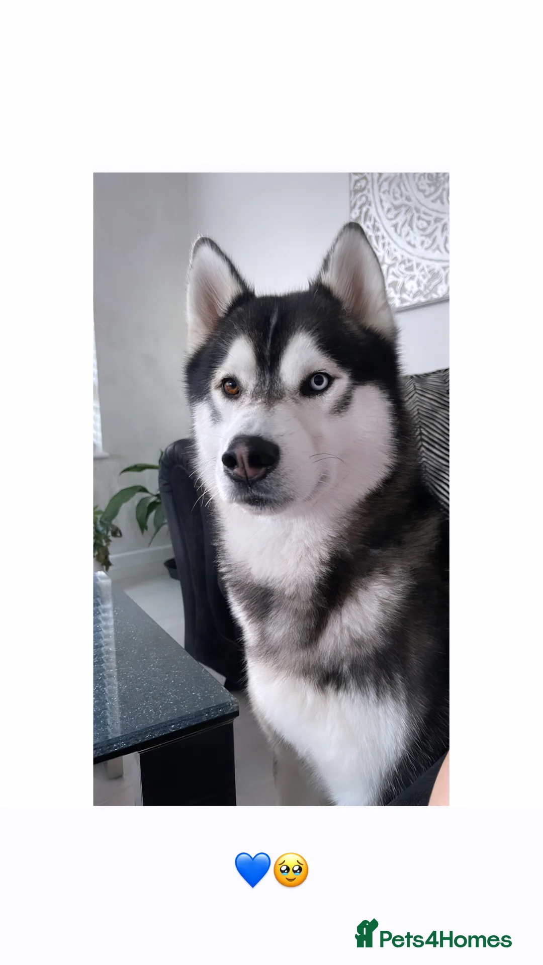 Siberian Husky dogs for stud: Proven Gorgeous Siberian Husky *FOR STUD ONLY* in Torquay - Advert 2