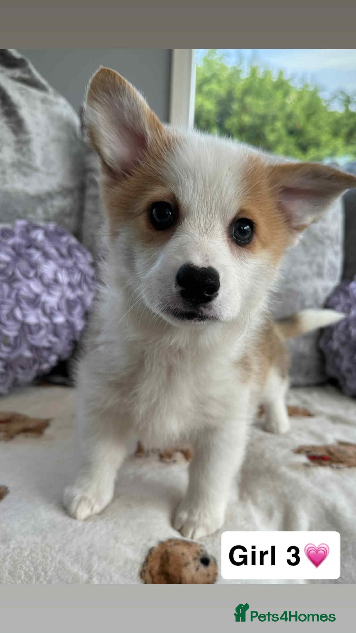 Welsh Corgi Pembroke dogs STUNNING KC REGISTERED CORGI GIRLS💕💕💕💕 - Advert 12