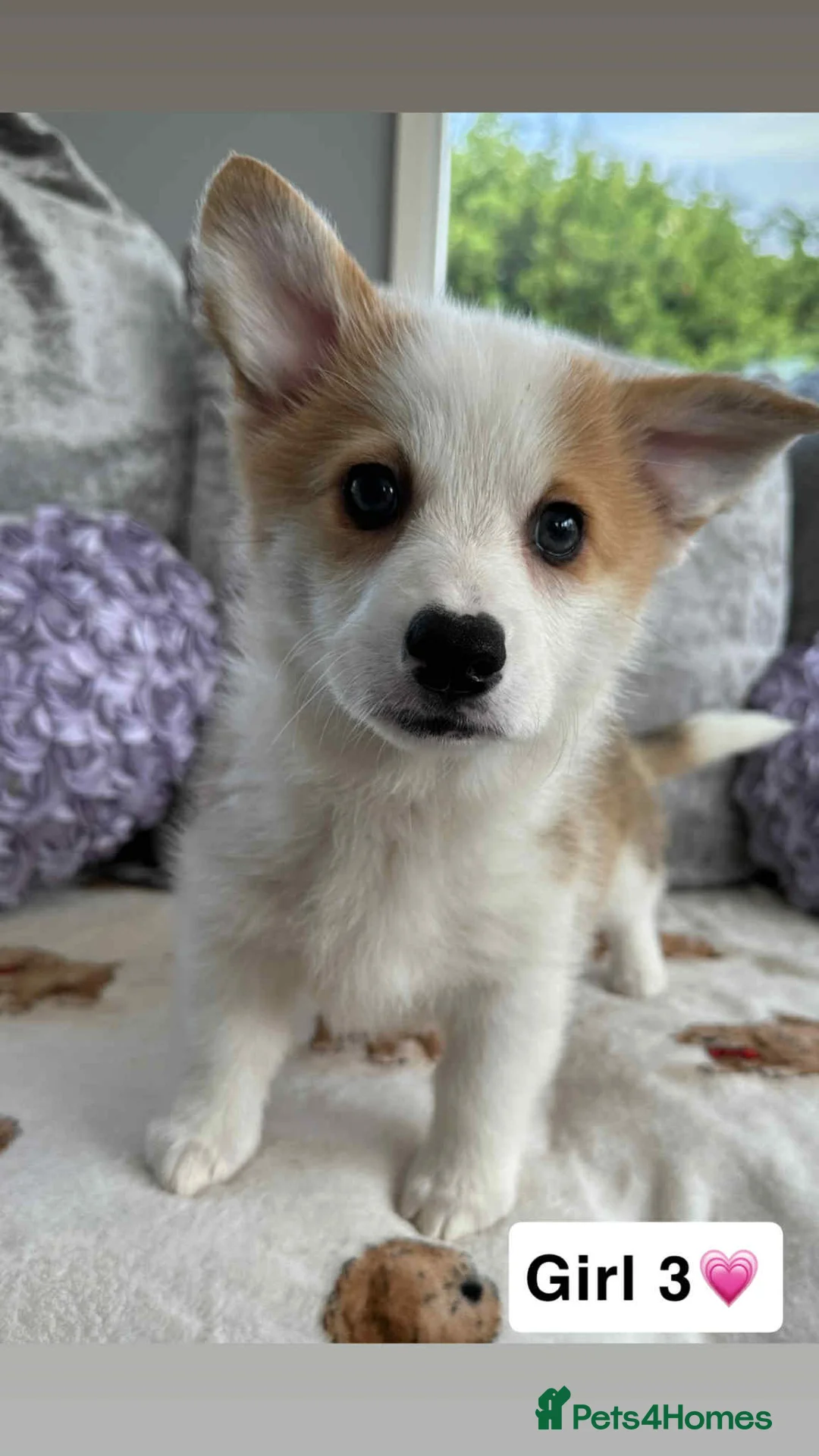 Welsh Corgi Pembroke dogs for sale: STUNNING KC REGISTERED CORGI GIRLS💕💕💕💕 - Advert 1