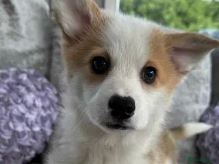 Welsh Corgi Pembroke dogs STUNNING KC REGISTERED CORGI GIRLS💕💕💕💕 - Advert 12