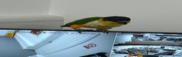 Parrots birds for sale: Hand Reared Baby Black Headed Caiques  - Advert 2